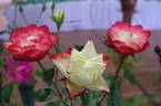 Origami rose photo