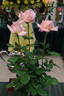 Let's Celebrate rose photo