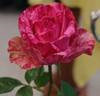 Pink Intuition rose photo