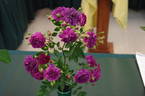 Sweet Chariot rose photo
