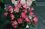 Pirouette rose photo