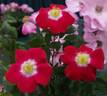 Bright Eyes rose photo