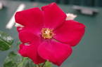 Altissimo rose photo