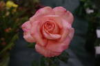 Melbourne Town rose photo