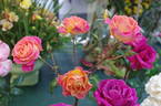 Annie's Song rose photo