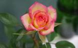 Tracey Wickham rose photo