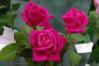 Peter Frankenfeld ® rose photo