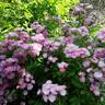 Donaunymphe rose photo