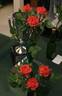 Cricket ™ rose photo