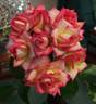 Soroptimist International rose photo