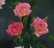 Hot Tamale rose photo