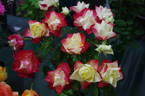Origami rose photo