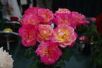 Joyce Abounding rose photo