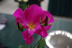 Playgirl ™ rose photo