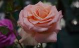 Cubana rose photo