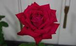 Christian Dior rose photo