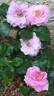 Remember™ rose photo