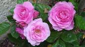 Remember™ rose photo