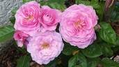 Remember™ rose photo