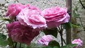 Remember™ rose photo