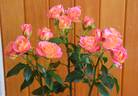 Joyce Abounding rose photo