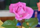 Jacaranda rose photo