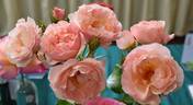 Lacy Parasol rose photo