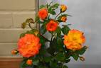 Wildcat rose photo