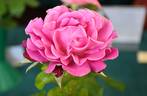Mornington Rose rose photo