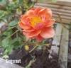 Gingernut rose photo