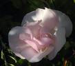 Souvenir de St. Anne's rose photo