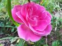 Double Pink Killarney rose photo