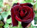 Bertrand Amoussou rose photo
