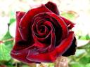 Bertrand Amoussou rose photo