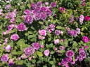 Tricolore de Flandre rose photo