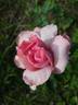 Amateur Eugène Biron rose photo
