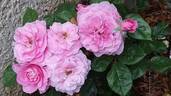 Remember™ rose photo
