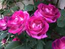 Cancan ™ rose photo