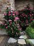 Cancan ™ rose photo