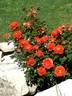 Venise rose photo