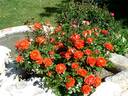 Venise rose photo