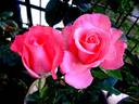 Maréchale LeClerc rose photo