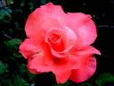 Maréchale LeClerc rose photo