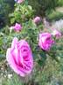 Aurelia Liffa rose photo