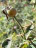 Souvenir de St. Anne's rose photo