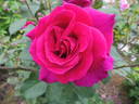 Blackberry Nip rose photo