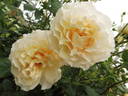 Eloise ® rose photo