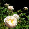 El Ariana rose photo
