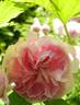 Blush Hip rose photo