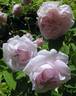Blush Hip rose photo
